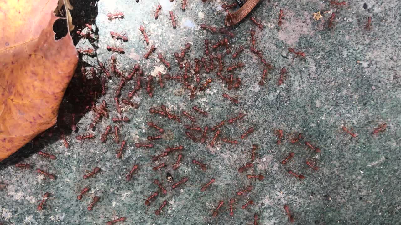 A group of red ants gathering on the ground next to a leaf.