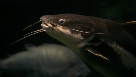 barred sorubim swimming slowly in a aquatic landscape, close up tracking shot, dark background