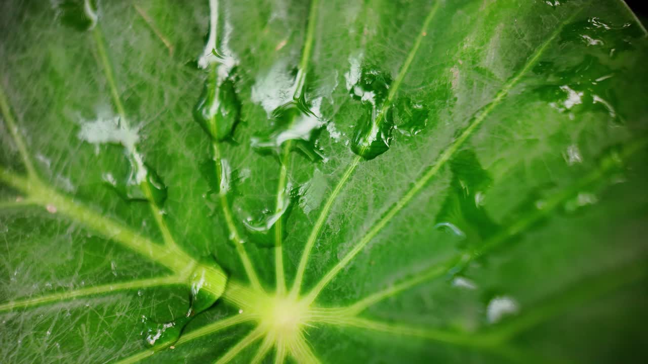 Water droplets shining on a bright green tropical leaf create a mesmerizing natural spectacle
