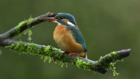 colorful kingfisher on a branch