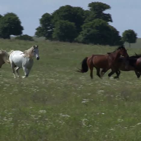 Caballos-Salvajes-Corriendo-1