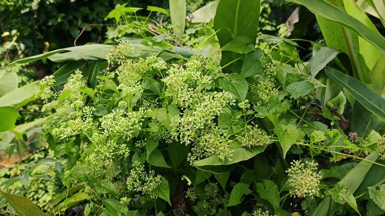 Kleine weiße Blüten blühen an grüner Ranke im Garten