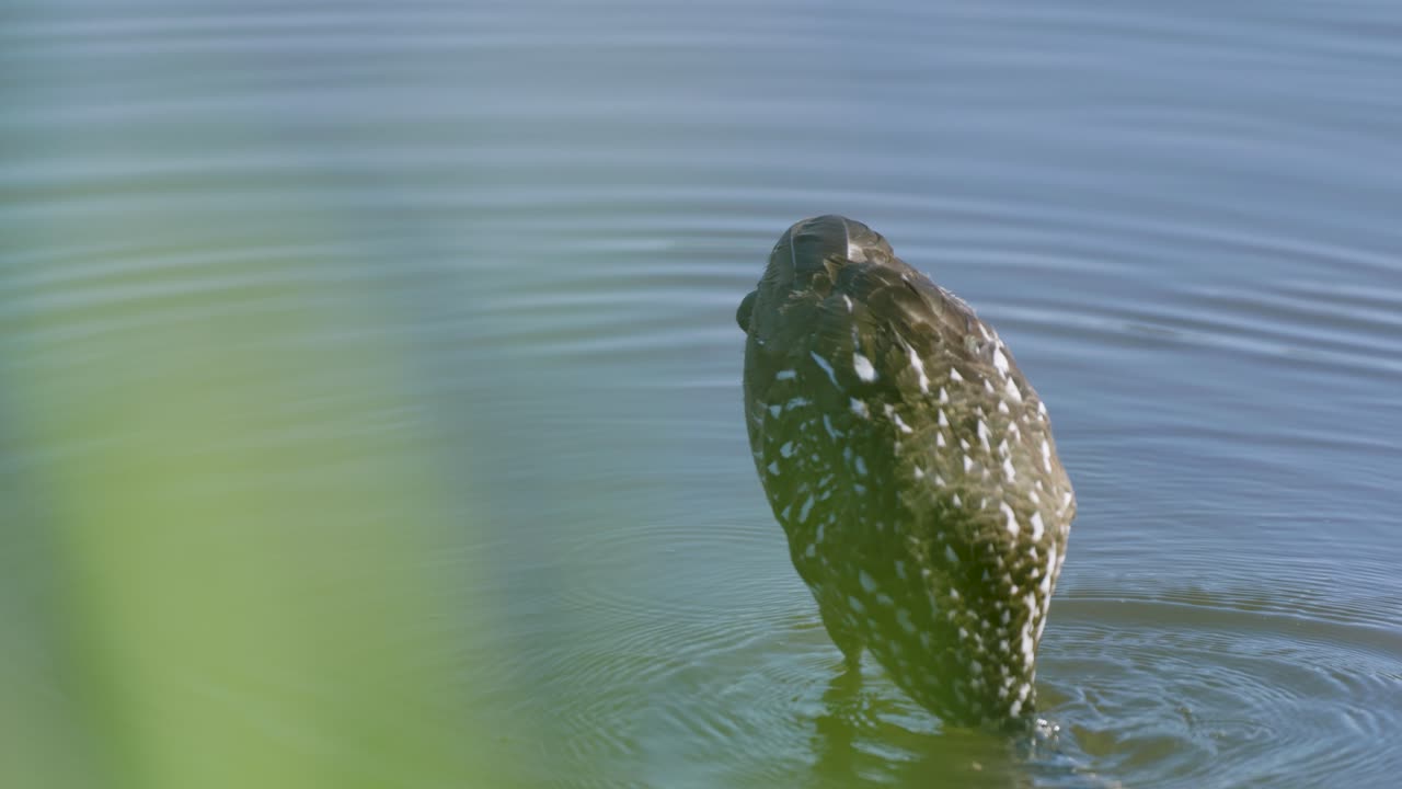 A shorebird forages in shallow rippling water, surrounded by soft green reflections of nature