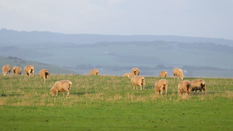 sheep grazing peacefully in a scenic landscape