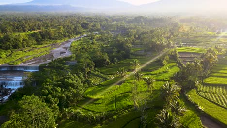 lush green rice plantations next to waterfall dam in sawangan indonesia, aerial