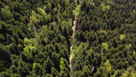 un dron aéreo de arriba hacia abajo disparó un bosque de montaña con árboles de hoja perenne y un camino de barro 4k