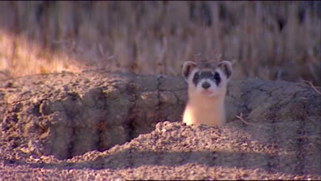 Various-Shots-Of-Ferrets-In-Their-Natural-Habitat