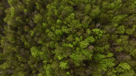 Antena-De-Un-Bosque-En-Una-Colina-En-Jura,-Suiza