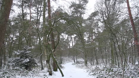 kippen sie bis zu den baumwipfeln im schneebedeckten wald