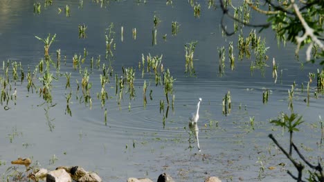 a snowy egret looking food on a swamp