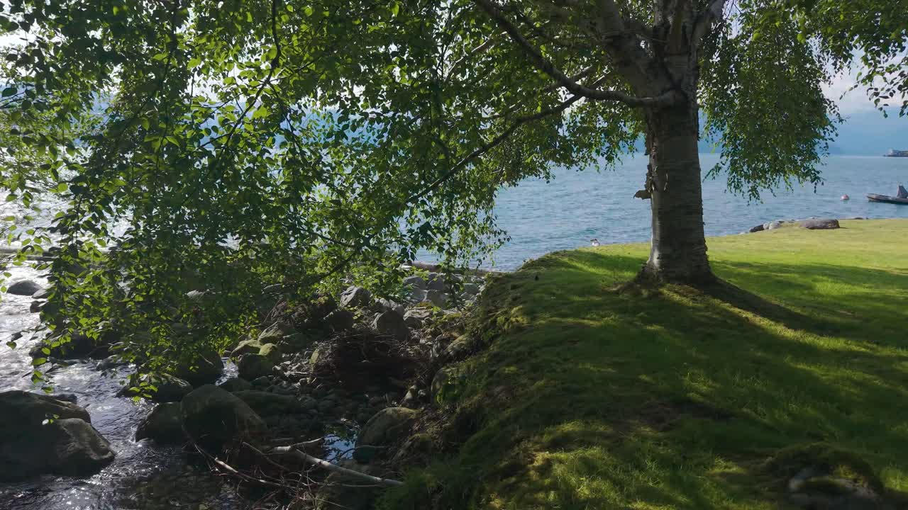 A serene river winds its way through a lush forest, with sun filtering through leaves. Smooth stones line the riverbank, creating a peaceful natural setting