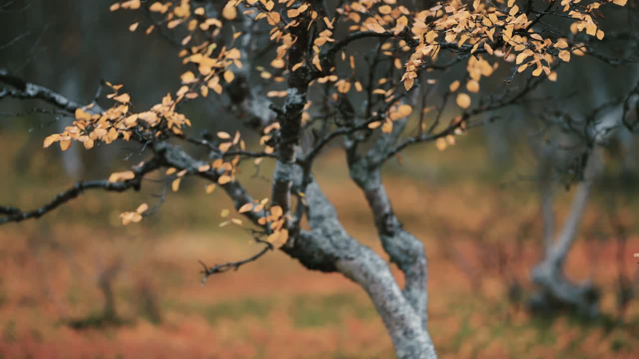 A close-up of the twisted and gnarled branches of the dwarf birch tree
