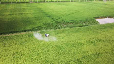 rice paddy crop treatment with fertilizer spray