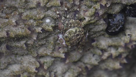 a tiny crab blends seamlessly into the coral-like texture of a rocky surface, showcasing nature's incredible camouflage abilities in a coastal ecosystem