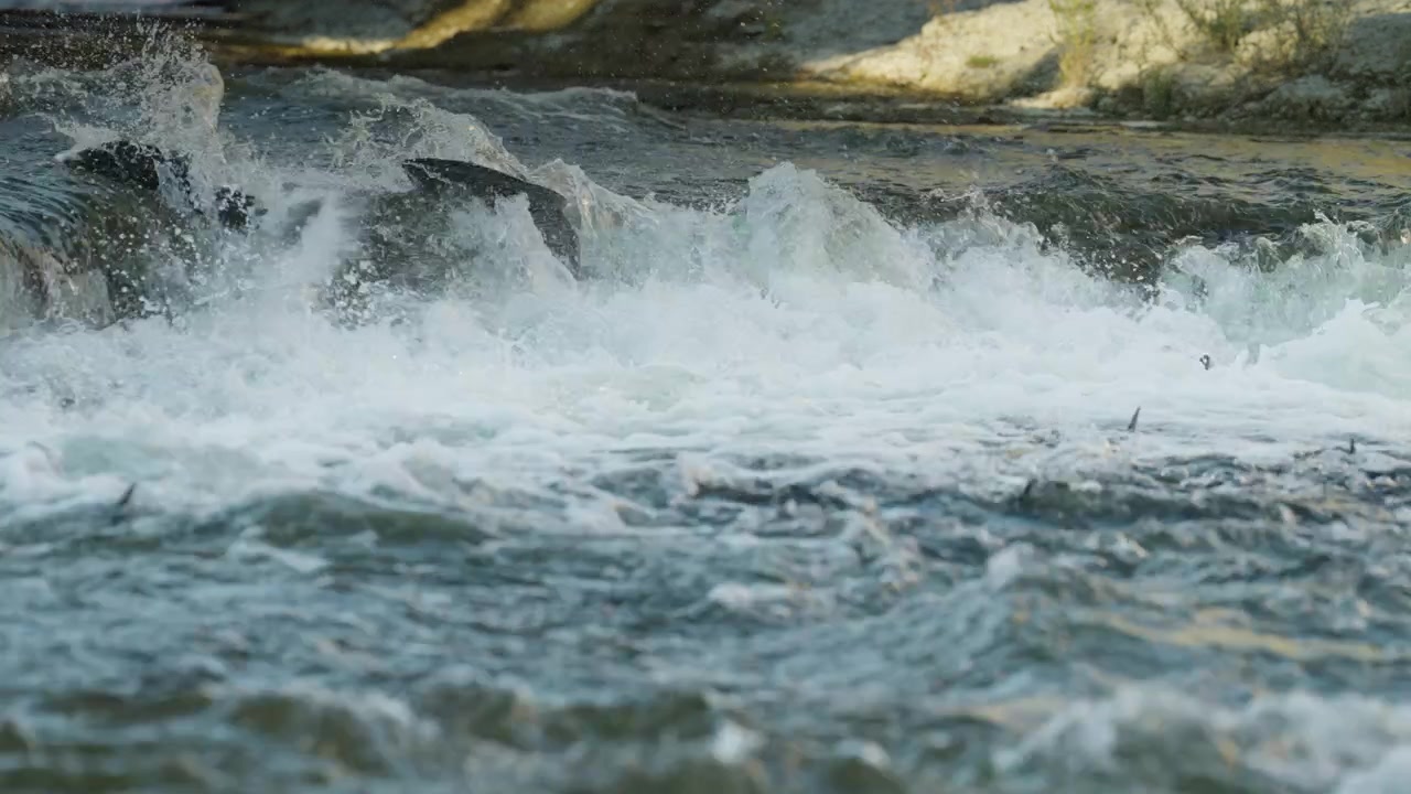 Multiple salmon struggle upstream against a powerful current of white water rapids. Foam and spray fill the river as the fish fight their way through the rocky channel in Port Hope.