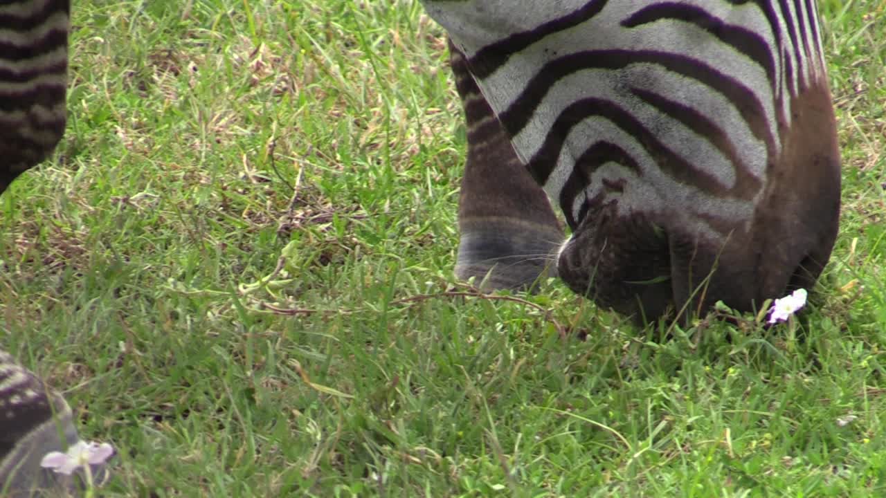 cebra pastando: primer plano de la cabeza, panorámica desde los ojos hacia los labios arrancando hierba