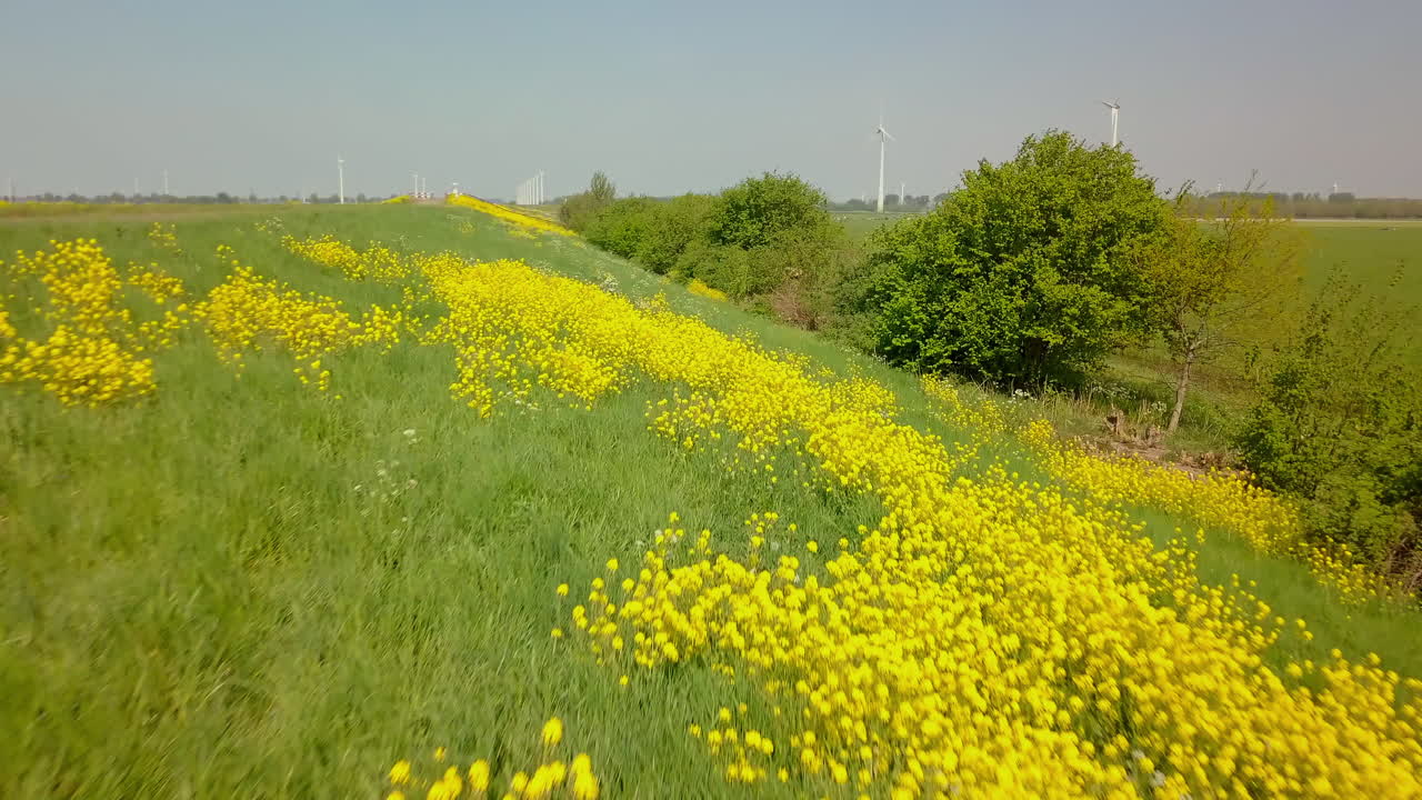Aerial drone shot over the beautiful yellow spring color of the Mustard flowers in the Netherlands.