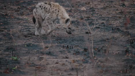 young spotted hyena in burnt savanna