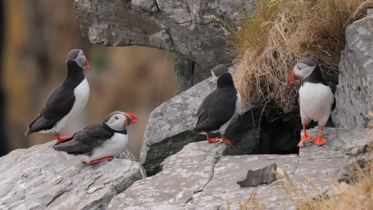 papagayo atlántico (fratercula arctica), en la roca de la isla de runde (noruega).