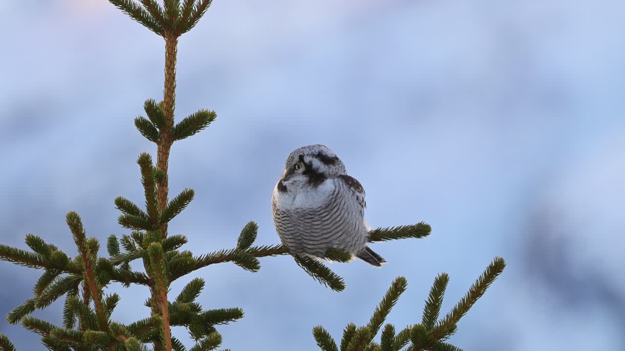 Northern Hawk Owl atop pine tree stares at camera a few seconds before turning head to camera left.