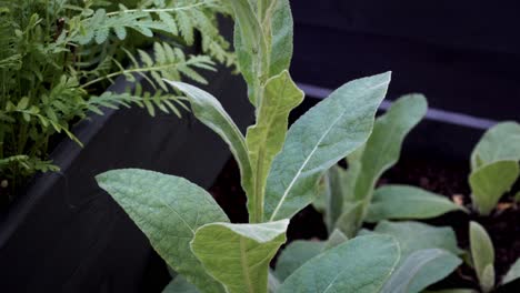 El-Ejemplo-De-Cultivo-De-Plantas-Medicinales-En-Un-Jardín-En-Una-Jardinera-De-Madera.