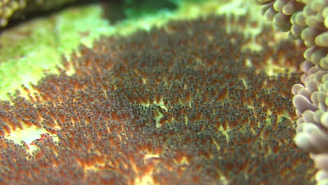 clutch of anemone fish eggs close to a sea anemone