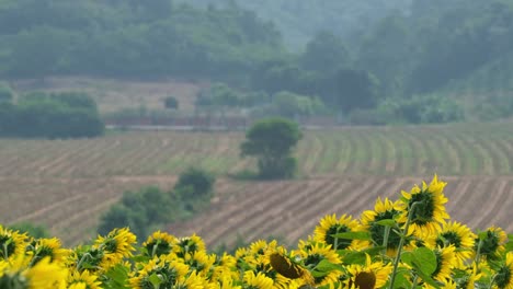 La-Cámara-Se-Aleja-Y-Revela-Tierras-De-Cultivo,-Bosques-Y-Montañas,-Y-El-Campo-De-Girasoles-En-Primer-Plano,-Girasol-Común-Helianthus-Annuus-Y-Tierras-De-Cultivo,-Tailandia