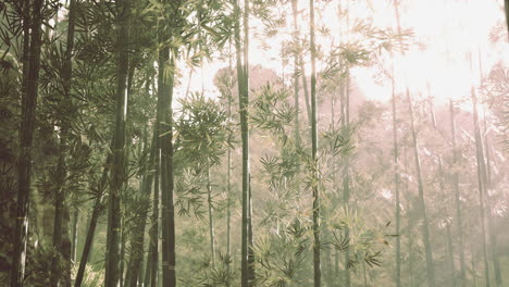 Ambiente-Matutino-En-Un-Bosque-De-Bambú