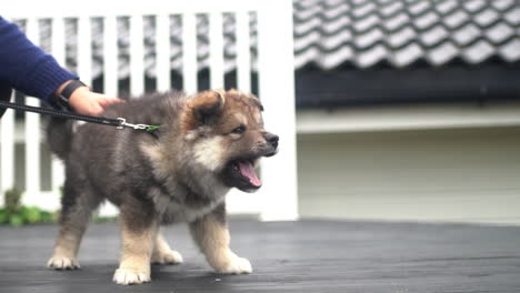 Zeitlupenaufnahme-Eines-Finnischen-Lapphund-Welpen-An-Der-Leine,-Der-Gähnt-Und-Gestreichelt-Wird