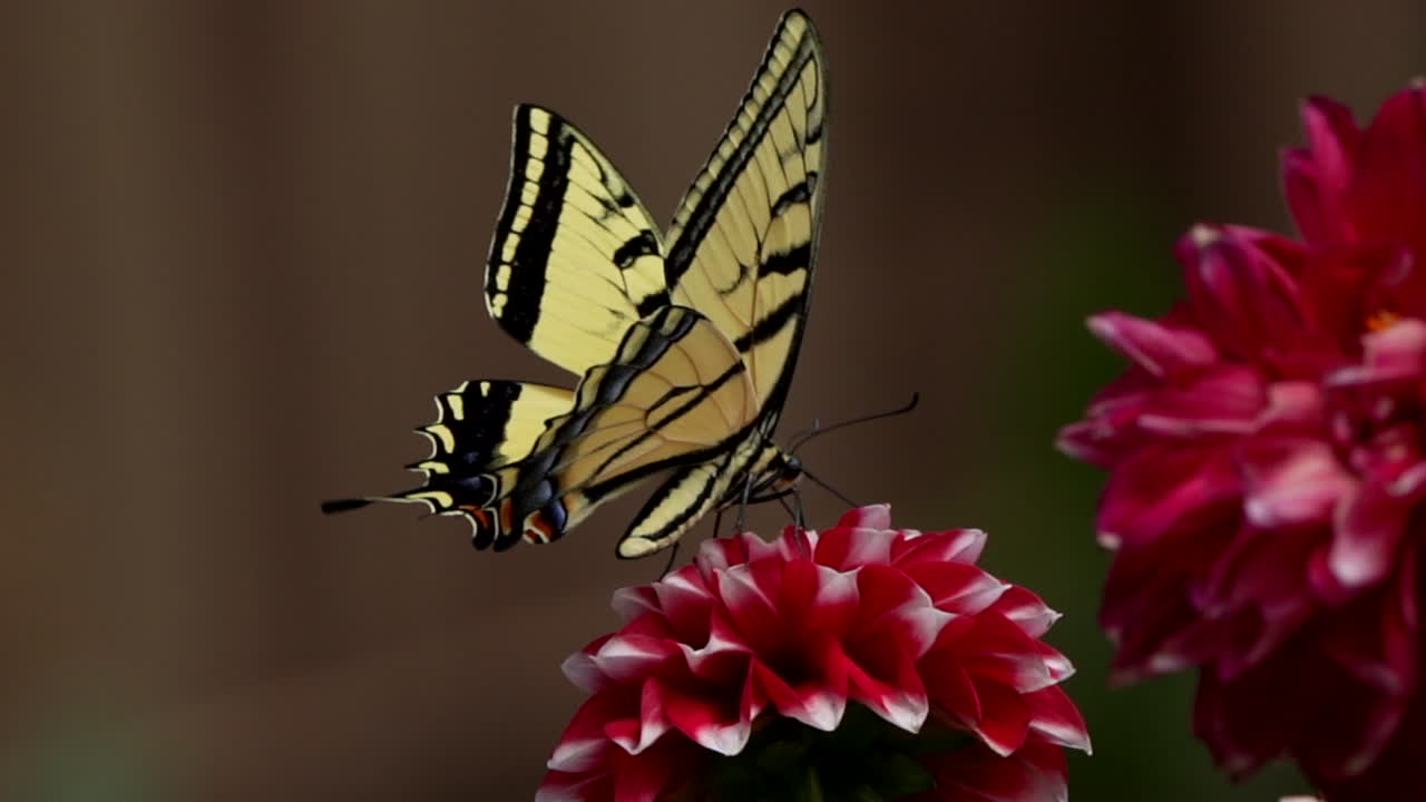 Farfalla coda di rondine su un fiore rosso.