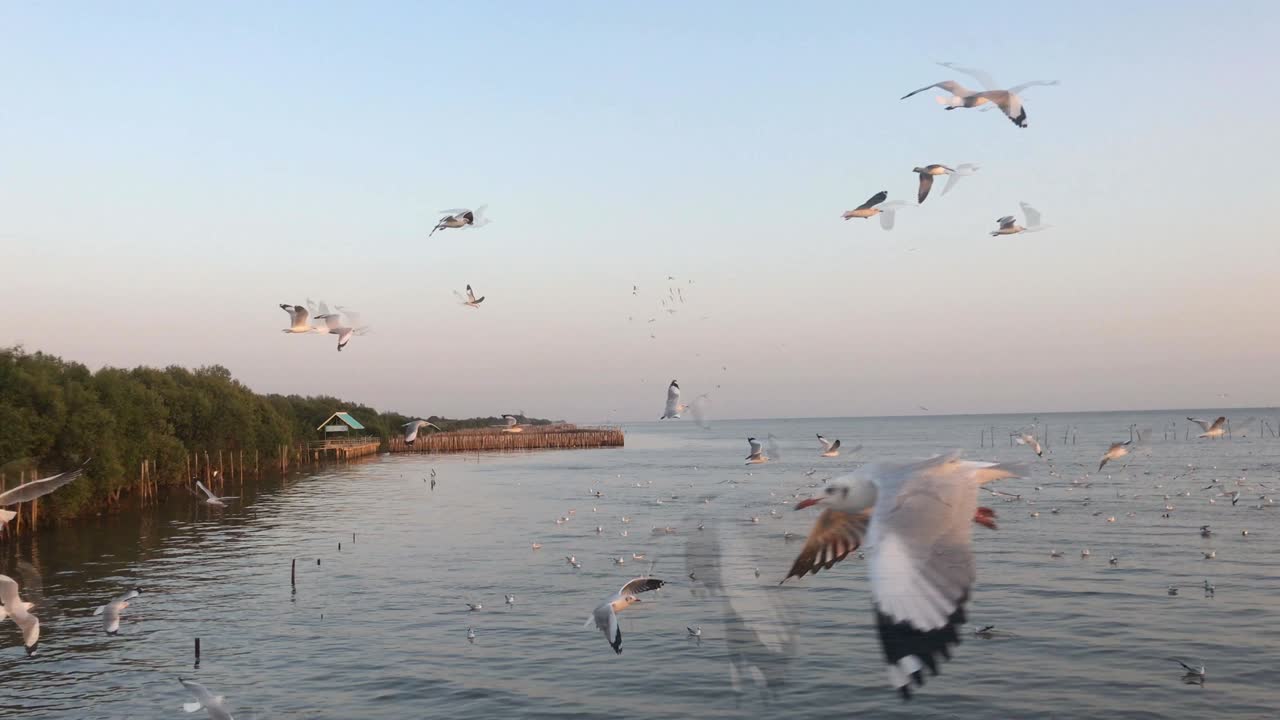 백여 마리의 바다표범이 해가 지는 배경에