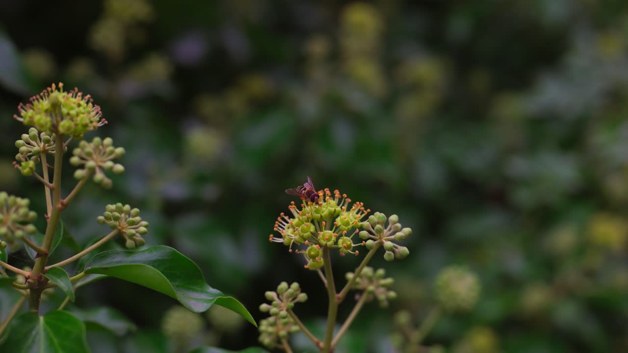 Bee like fly snacking on nectar