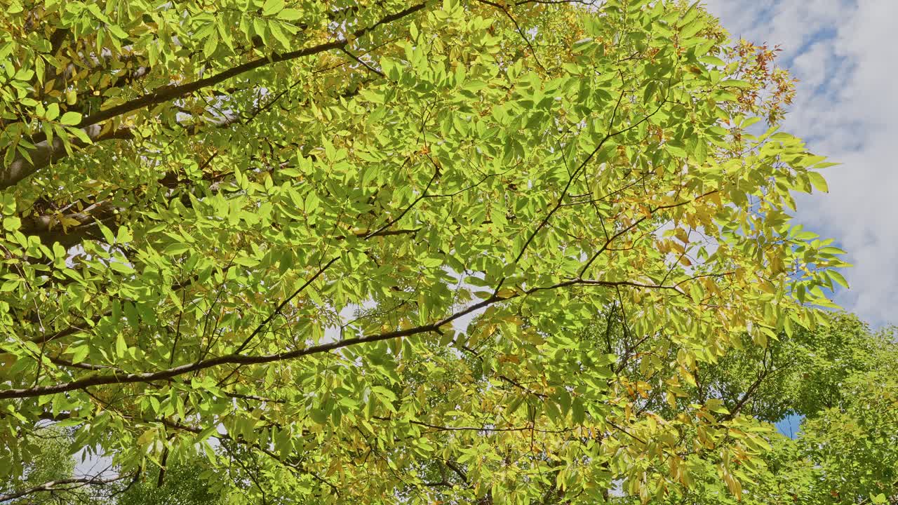 Upward shot showing bright green and yellow-tinged leaves on tree branches moving gently against a blue sky with white clouds