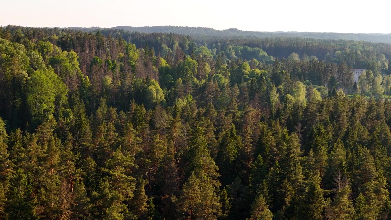 Volo di drone sopra una foresta di pini in Lettonia durante le ore d'oro.