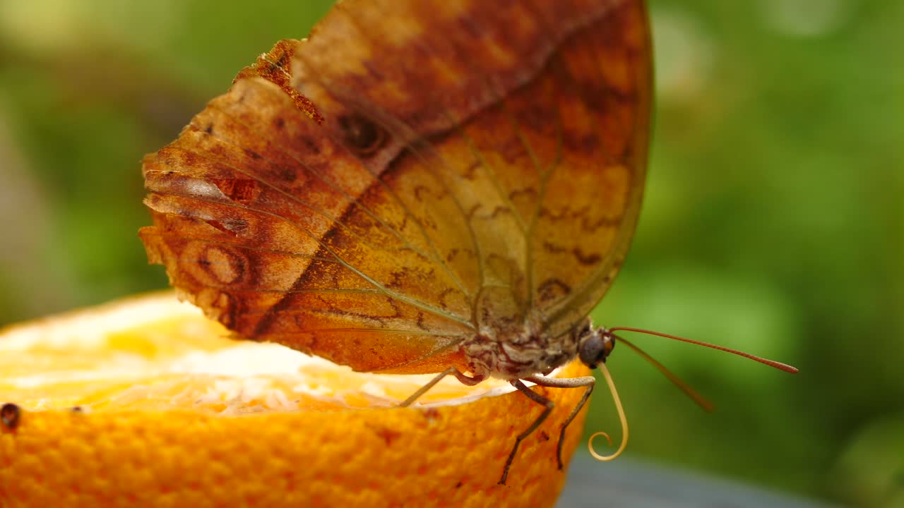 cámara lenta: vista lateral de la mariposa emperador perla caminando a través de rodajas de naranja, enrolla probóscide y despega, vuela fuera del marco