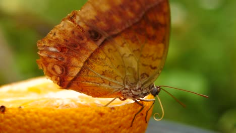 slow motion: side view of pearl emperor butterfly walking across sliced orange fruit, rolls up proboscis and takes off, flies out of frame