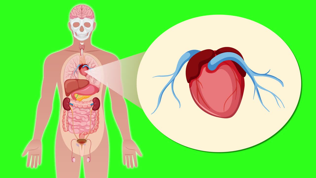 Animation transitions from a full-body anatomical diagram to a close-up of the human heart, using smooth zoom and highlight effects on a green background