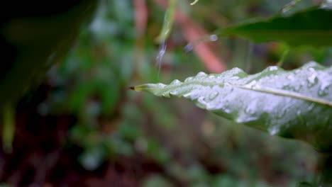 water droplets splashing off a green leaf plant in garden, forest, jungle during a heavy raining downpour in the tropics, close up of rain drops bouncing off plants