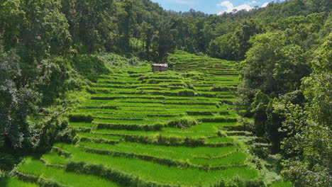 landscape drone shot of terrace farming in the hills of nepal, showing rice fields and lush greenery