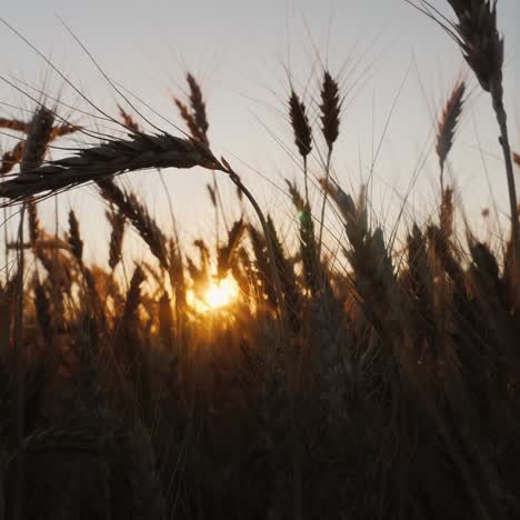 campo de trigo al atardecer