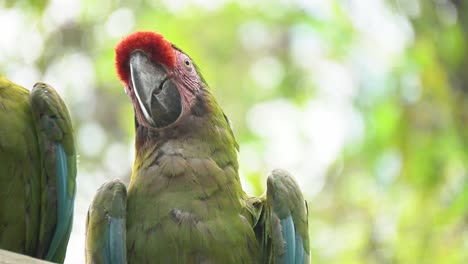 4k rare yellow-cheeked parakeet staring and winking gently, closeup view