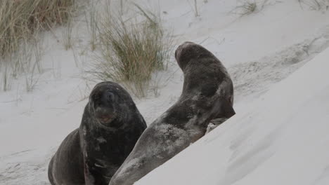 A-Pair-Of-New-Zealand-Sea-Lions-Over-Sand-Dunes-In-The-Shore-Of-Sandfly-Bay-In-New-Zealand