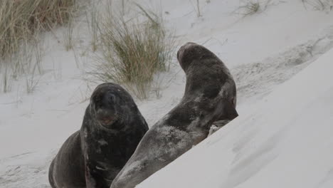 Ein-Paar-Neuseeländischer-Seelöwen-über-Sanddünen-Am-Ufer-Der-Sandfly-Bay-In-Neuseeland