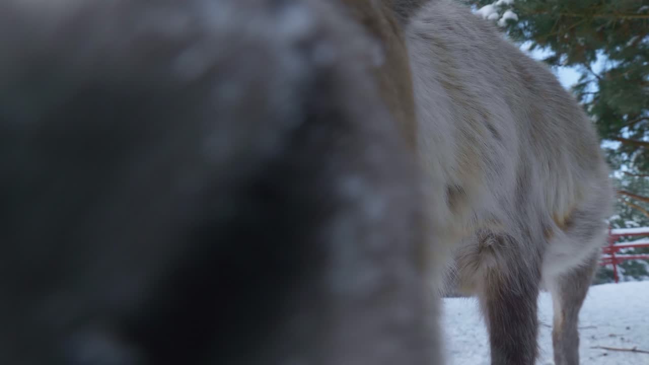 아름다운 겨울 풍경 속에서 카메라 냄새를 맡고 있는 귀여운 레인디어의 클로즈업