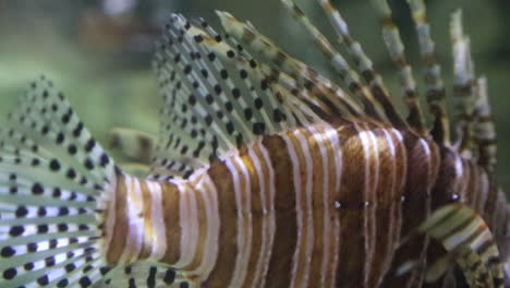 close up of red lionfish dorsal spine and fins waving in aquarium