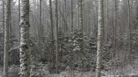 Dichter-Winterwald-Mit-Schneestaub,-Luftaufnahme,-Spur-Vorwärts