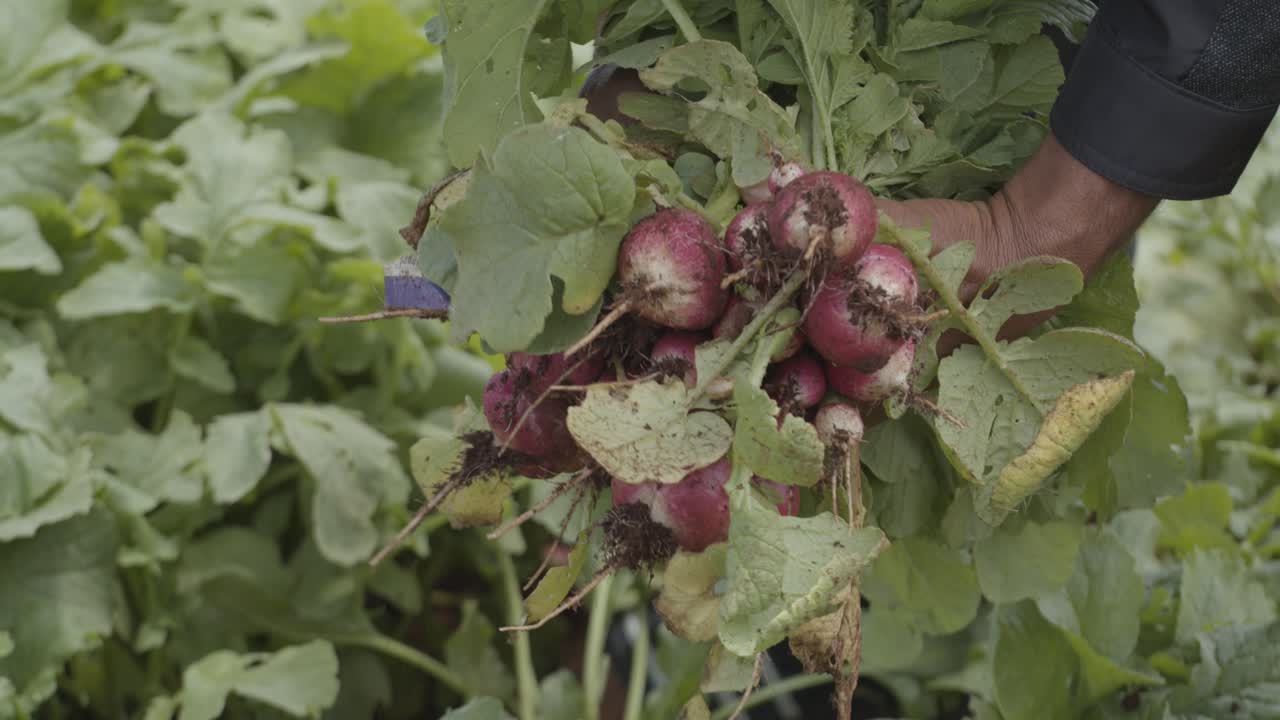Gardener plucking and collecting ripened beetroot from its plants in the vegetable gardens. Close up view.