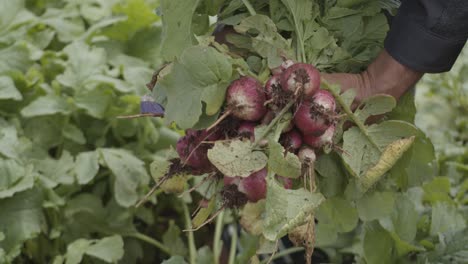 gardener plucking and collecting ripened beetroot from its plants in the vegetable gardens. close up view.