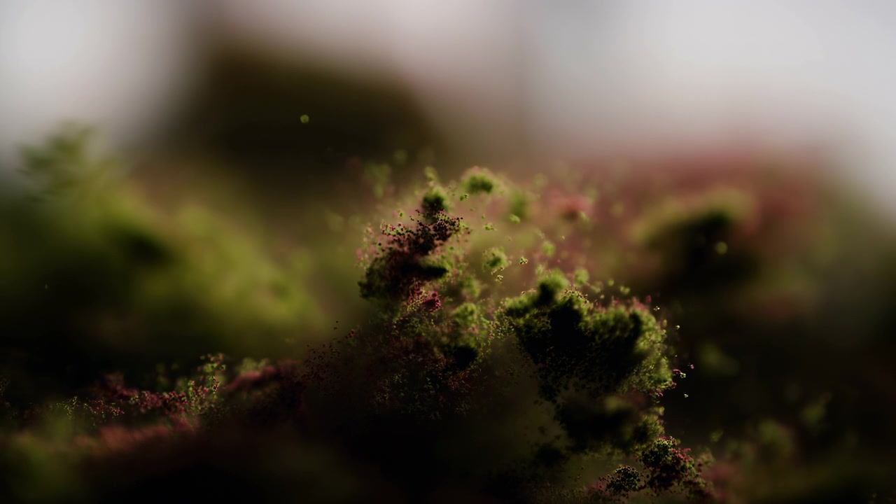 Primo piano dettagliato di muschio verde rigoglioso in primo piano, illuminato delicatamente da luce naturale diffusa con uno sfondo boschivo sfocato e una bassa profondità di campo