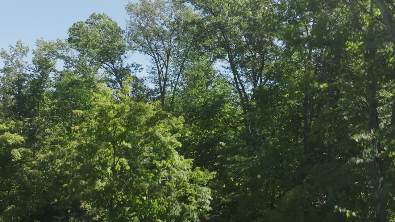 Forest landscapes with aerial and ground views of trails in Wisconsin woods.